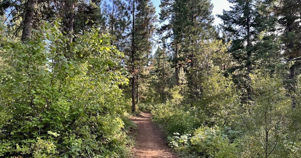 Bear Basin trail