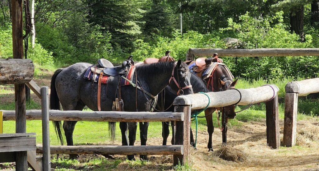 horses at Ya-Hoo
