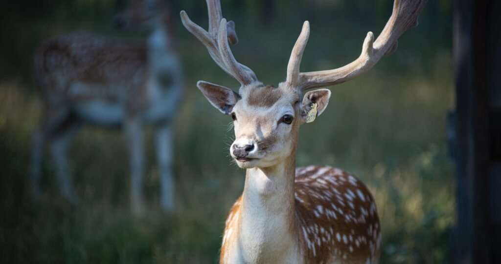 buck