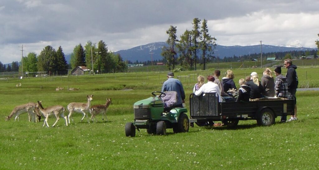 hayride and deer
