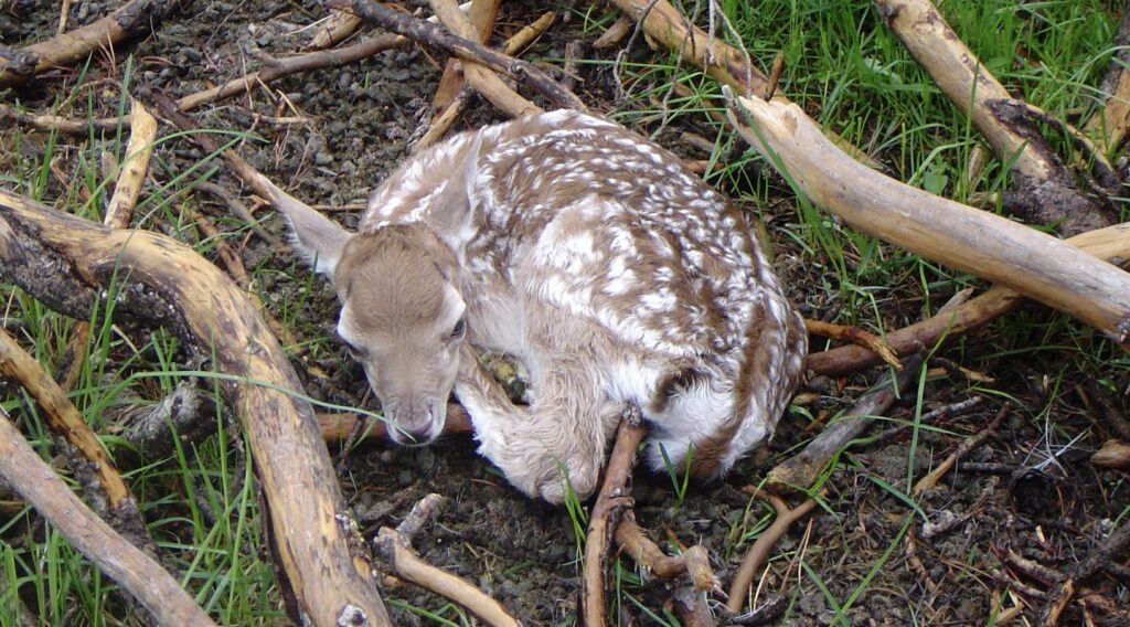 fawn
