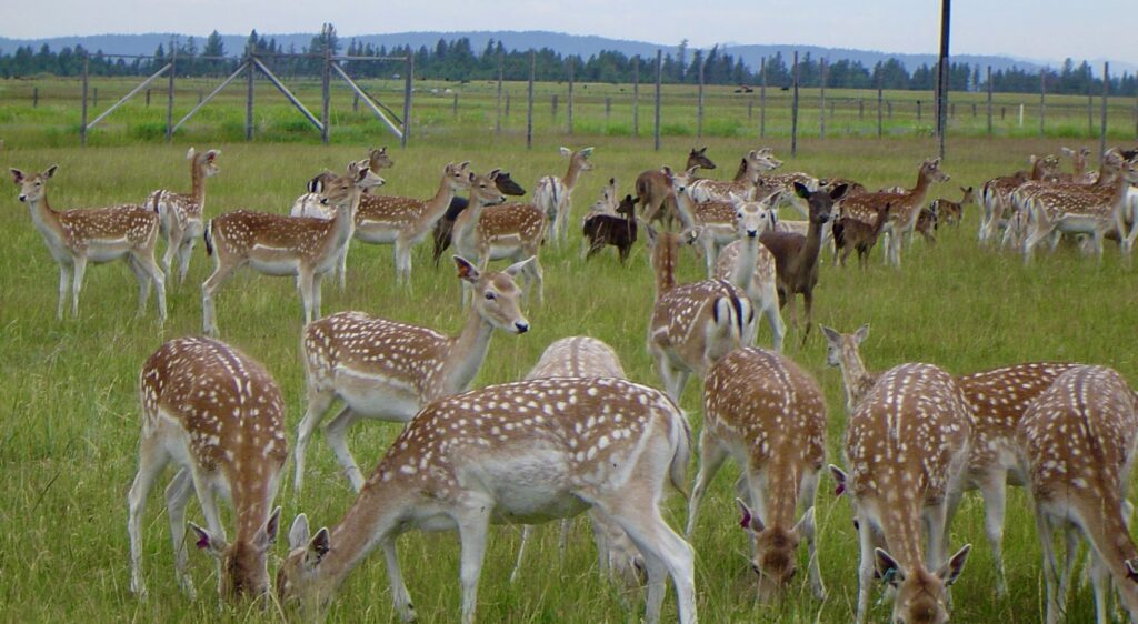 Black Pine Deer Farm