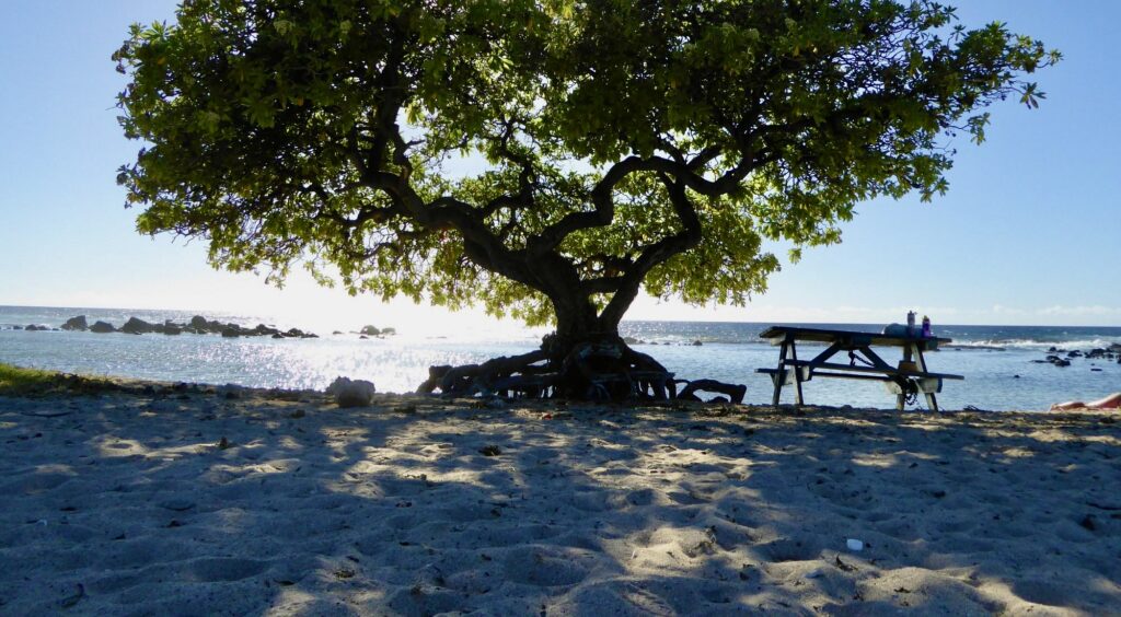 beach tree and table