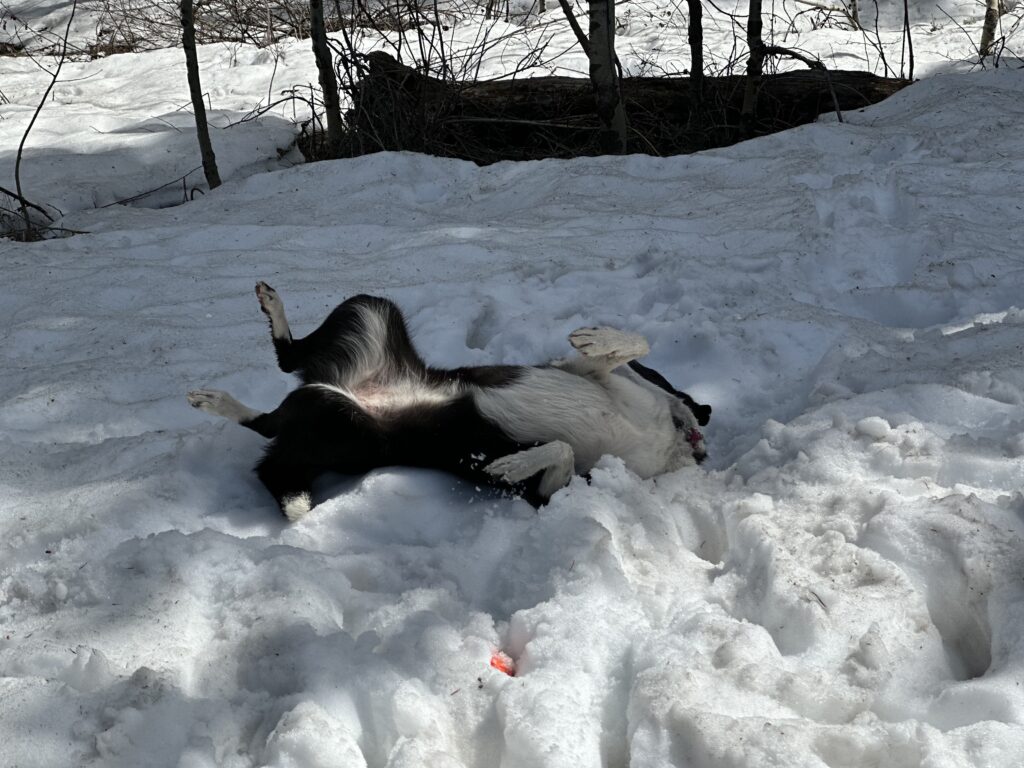 A dog playing in the snow
