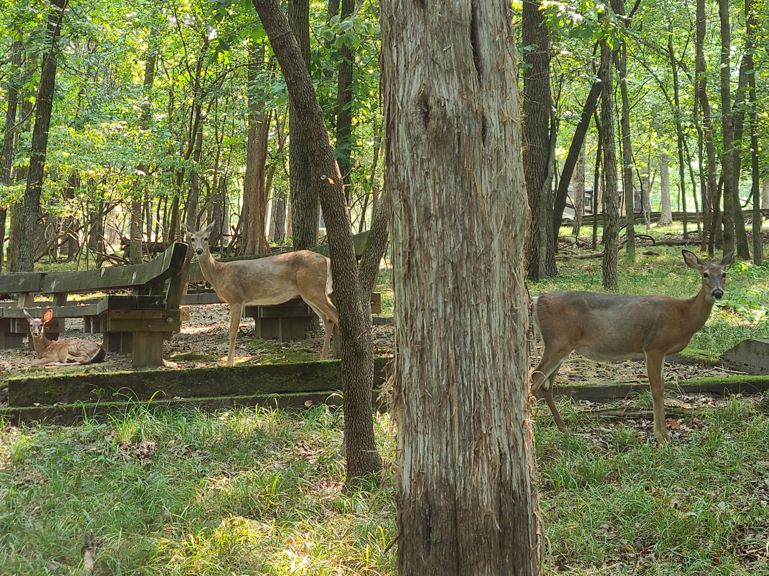 deer at state park