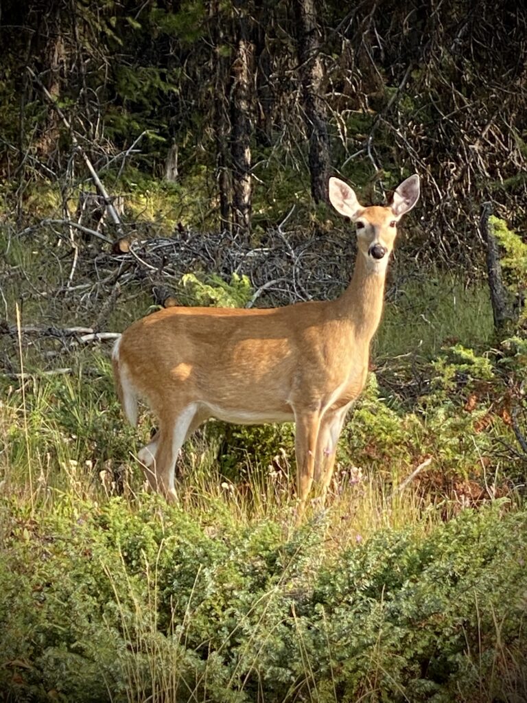 Flathead National Forest Whitefish