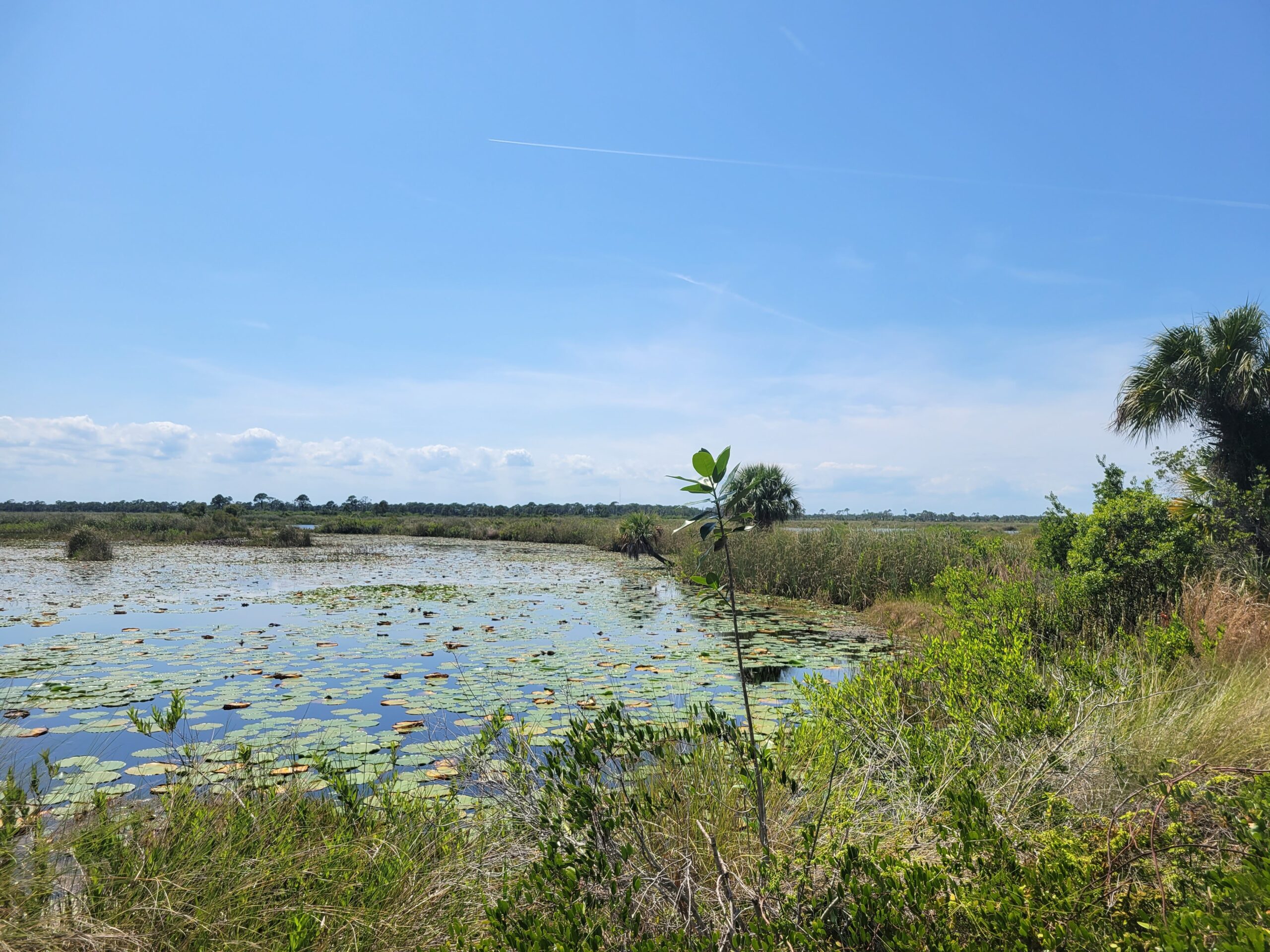 Savannas Preserve State Park Hawk's Bluff Trail Casago Treasure Coast