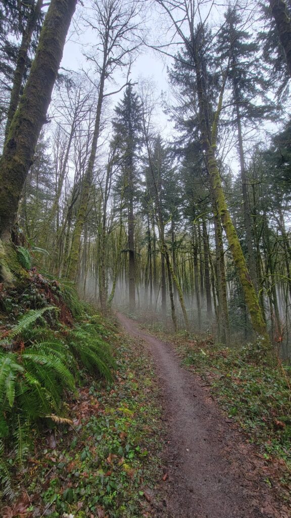foggy trail