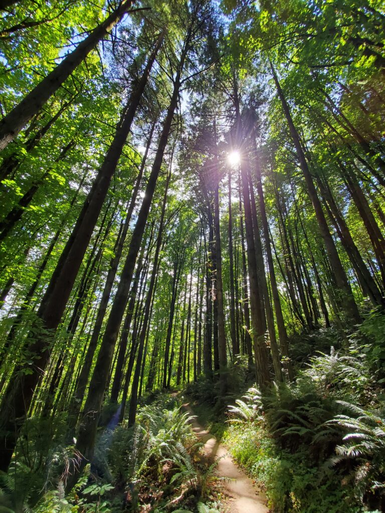 trees and sunlight 