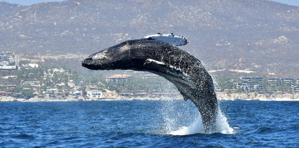 Whale Watch Cabo