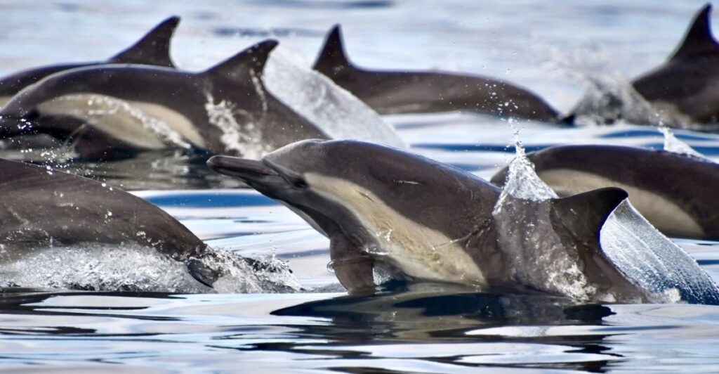 dolphin pod