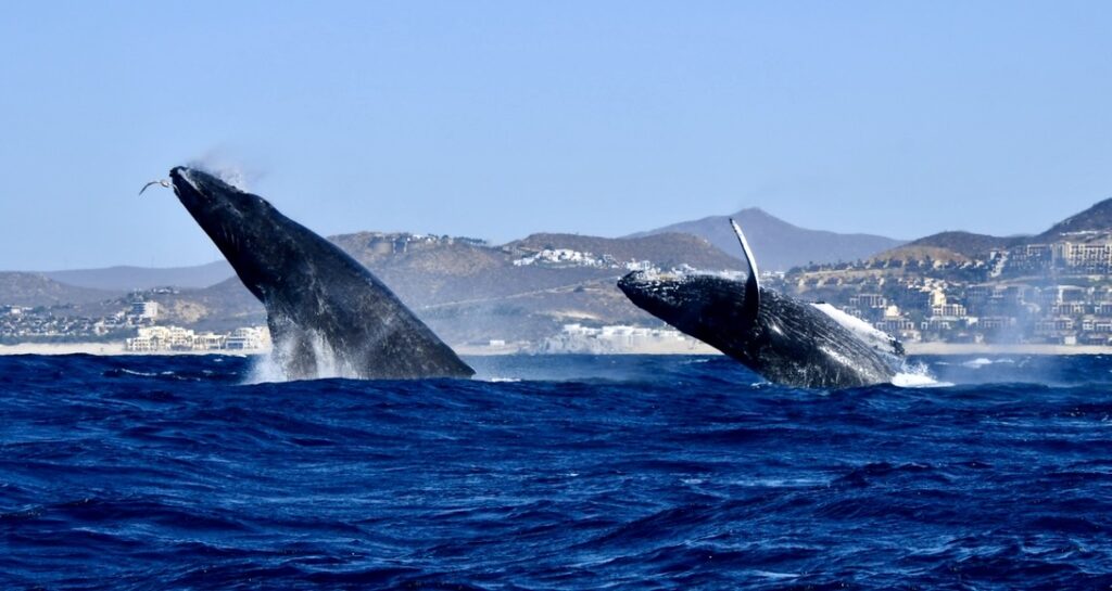 breaching whales