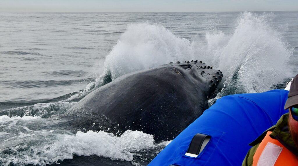 Kodiak raft and whale