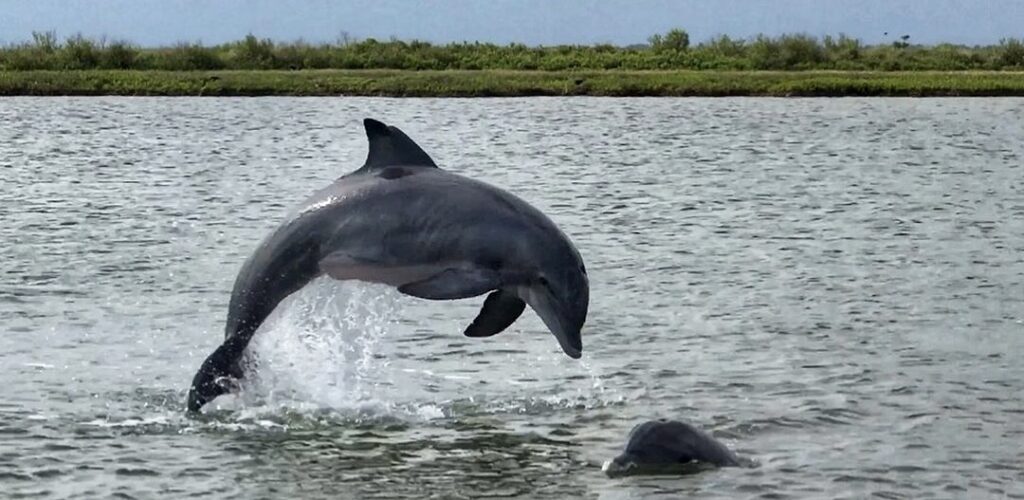 dolphins at East End Lagoon Nature Preserve