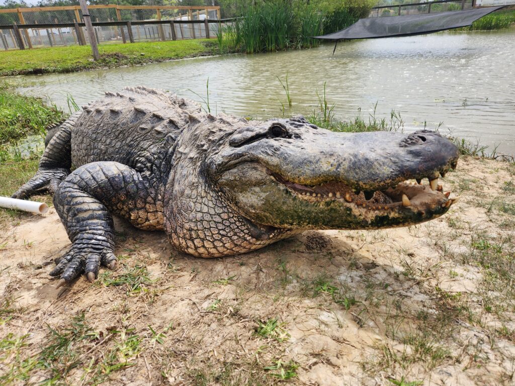 Alligator by the water. 