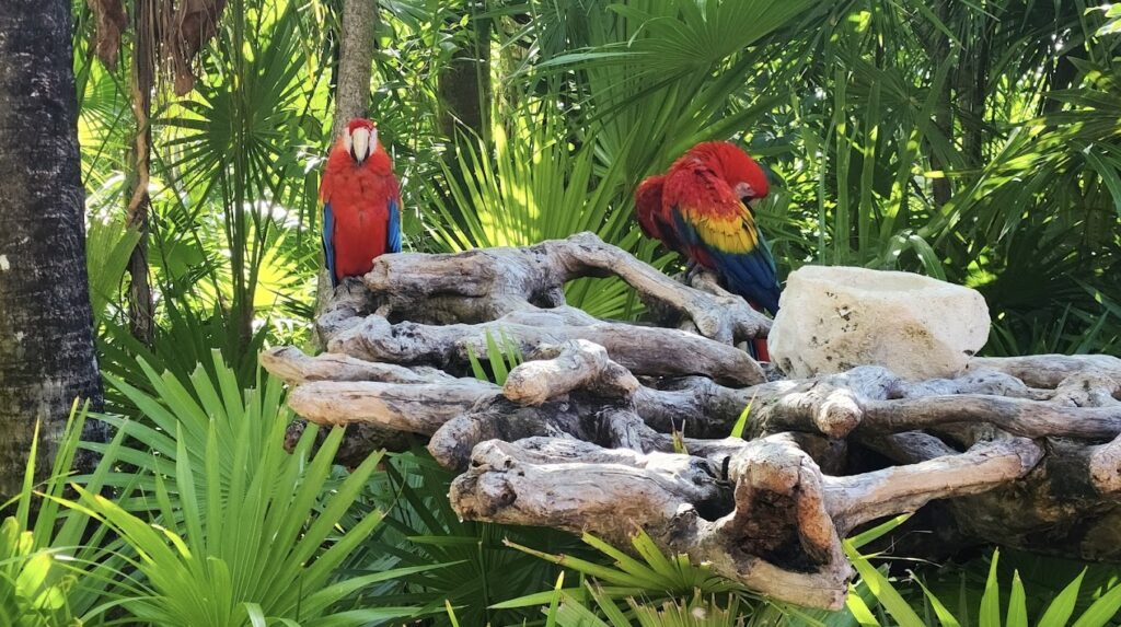 parrots