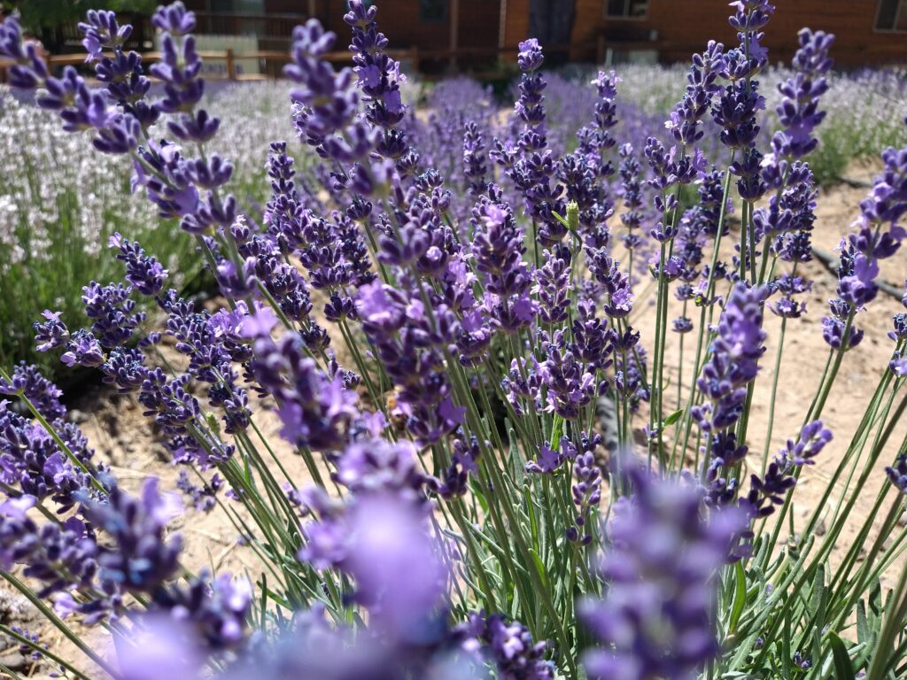 Windy Hills Lavender Farm Rim Lakes