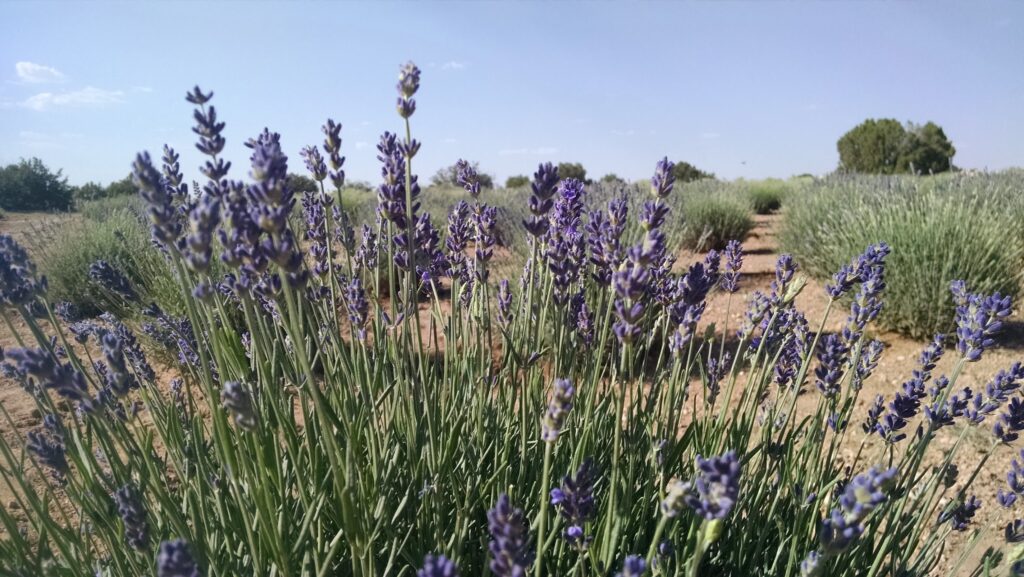 Windy Hills Lavender Farm Rim Lakes