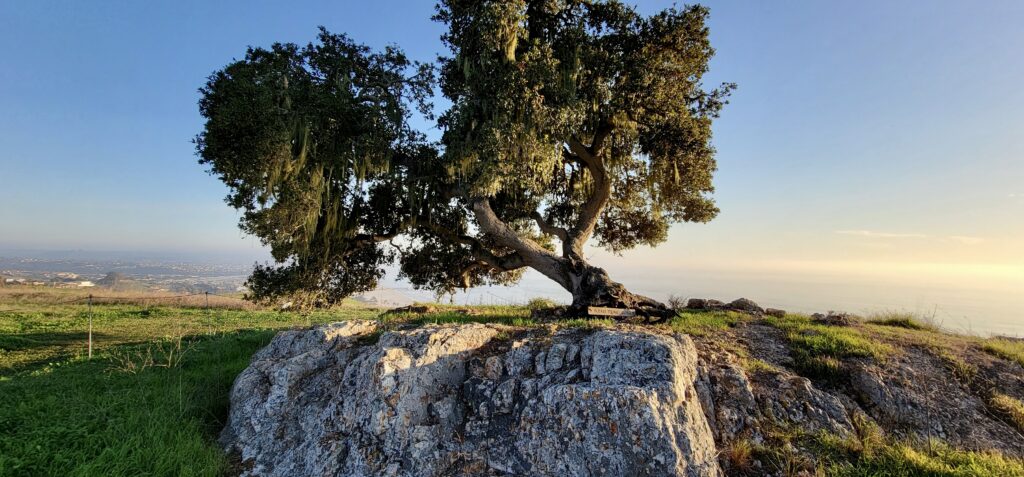 Pismo Preserve rock and tree